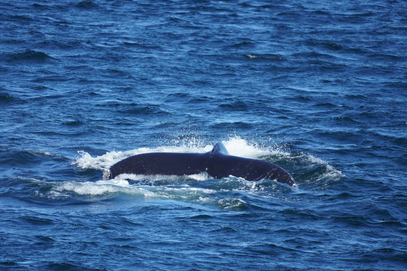 Foto 1 | Tecnologia in cammino: app, GPS, powerbank e cosa serve davvero
